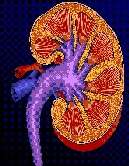 Proteinuria level predicts renal outcome in lupus nephritis 