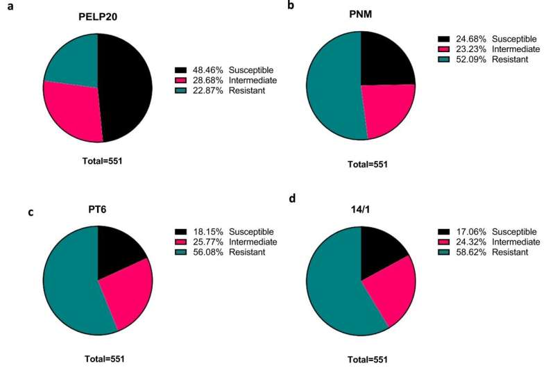 Using phages to eradicate Pseudomonas aeruginosa infections