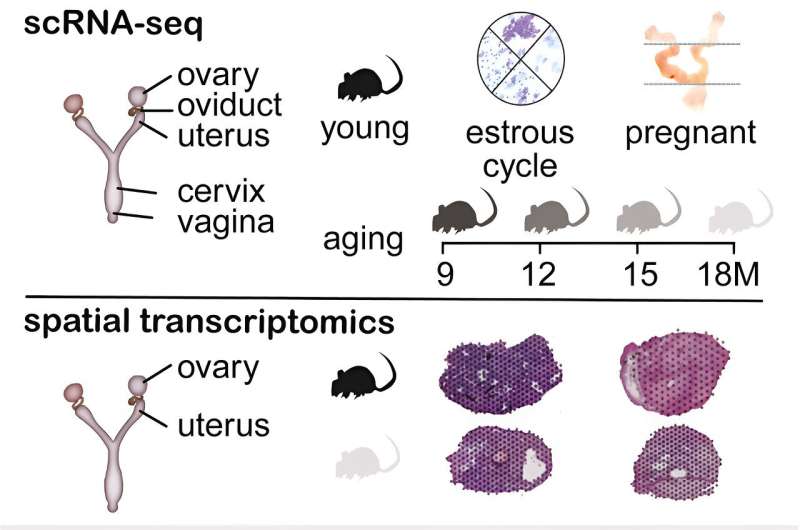 Exploring the unexpected long-term consequences of female fertility