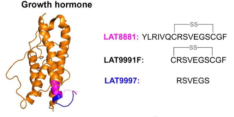 LAT8881 and LAT9997 improve resistance to influenza A virus infection in vivo. A, Schematic of human growth hormone structure (orange; http://www.rcsb.org/structure/1HGU). The synthetic compound LAT8881 is a cyclized peptide containing a cysteine-cysteine–bonded loop (SS) and is derived from the C-terminal region of growth hormone (magenta). LAT9991F is a cyclized peptide and a metabolite of LAT8881. The linear peptide LAT9997 consists of the 6 amino acids within the cysteine-cysteine–bonded region of LAT8881 (blue). Credit: The Journal of Infectious Diseases (2023). DOI: 10.1093/infdis/jiad566