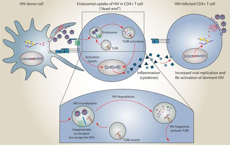 A newly discovered mechanism allows the immune system to detect and respond to HIV 