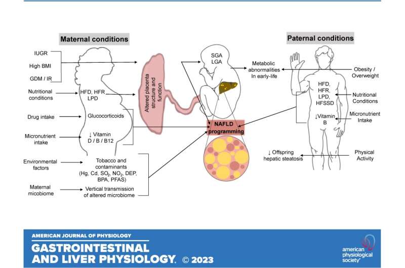 Prenatal stress may underlie tumors, inflammation in mice 