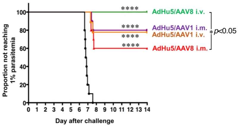 A novel malaria vaccine vector – target to the liver