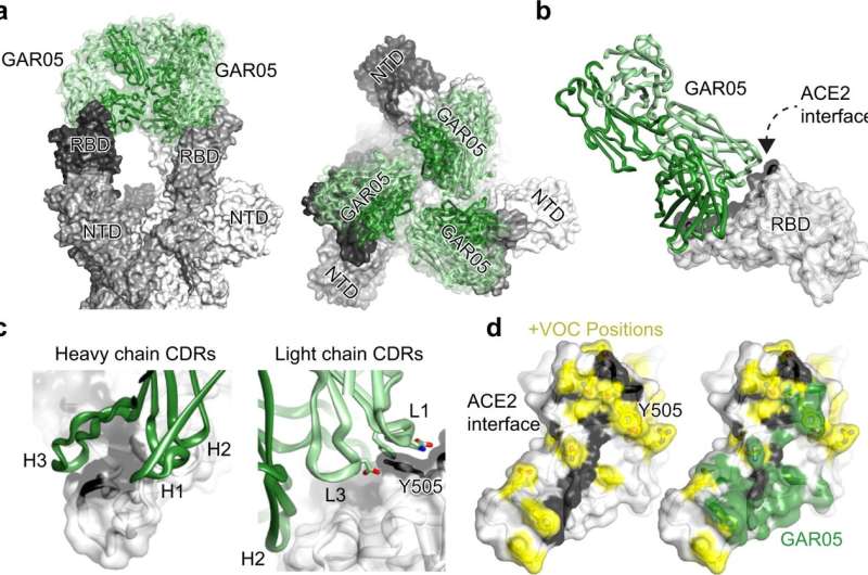 A new class of antibodies against COVID-19 is being put to the test