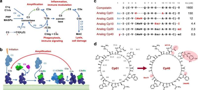 How an emerging drug class dampens harmful immune reactions 