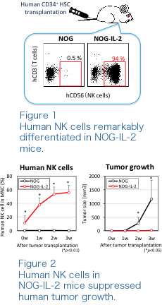 A novel animal model for analysing human natural killer cell functions in vivo 