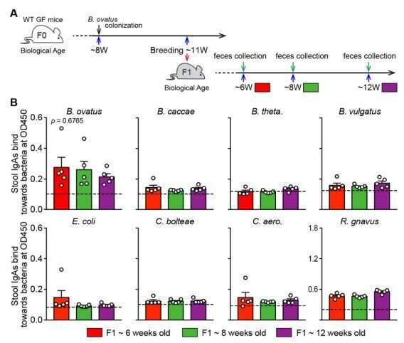 IgA antibodies bind to specific species of gut bacteria in mice