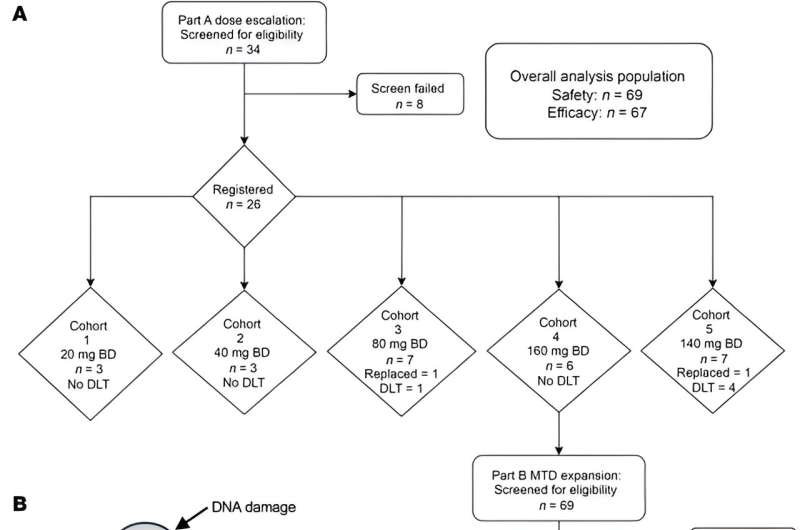 Study design. (A) CONSORT diagram of study parts A and B. (B) Schematic of role of ATR in DDR signaling. (C) Study schema for parts A and B. For part A, all patients received continuous dosing. For part B, they received continuous or intermittent dosing. Credit: Journal of Clinical Investigation (2023). DOI: 10.1172/JCI175369