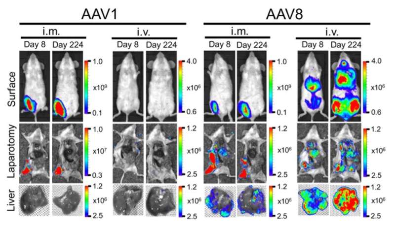 A novel malaria vaccine vector – target to the liver