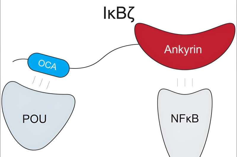 Immune system's moonlighters point the way to a new therapeutic target