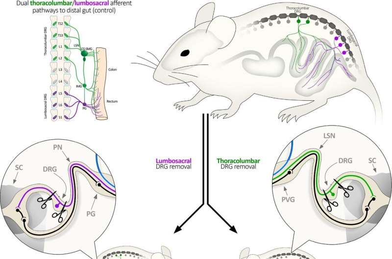 Silencing gut pain without pain killers