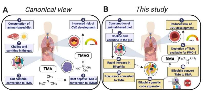 Gut bacteria associated with animal-based diet may mitigate risk of cardiovascular disease