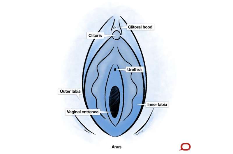 What do normal labia look like? Sometimes doctors are the wrong people to ask