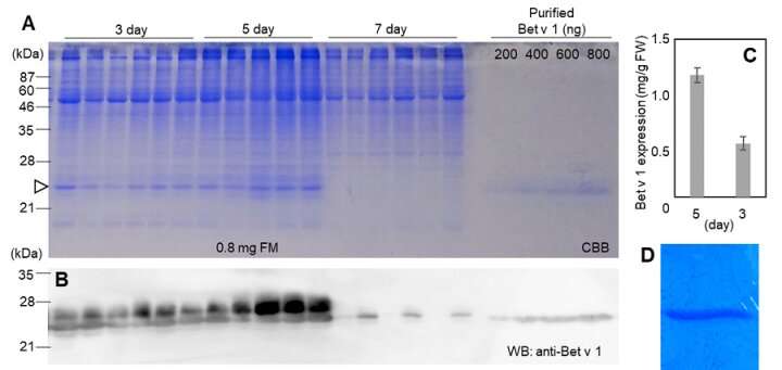 A new plant-based system for the mass production of allergens for immunotherapy