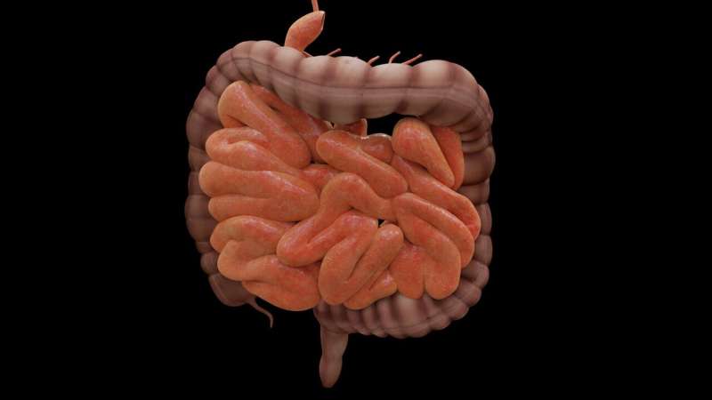 intestines