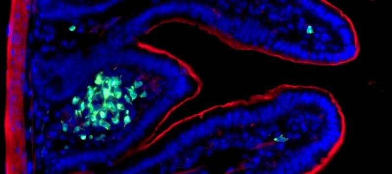 Discovery of an innate immunological memory in the intestine