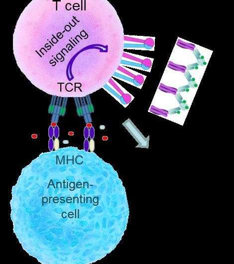 A new method measures the immune cell response within minutes