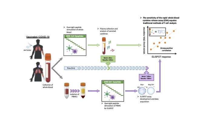 A simple T-cell test to show the full picture of body's immune response to COVID-19 