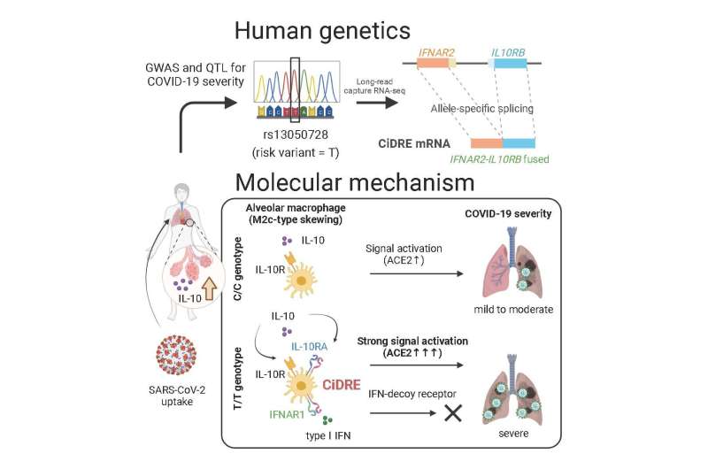 A fused protein named CiDRE renders alveolar macrophages susceptible to SARS-CoV-2 invasion 