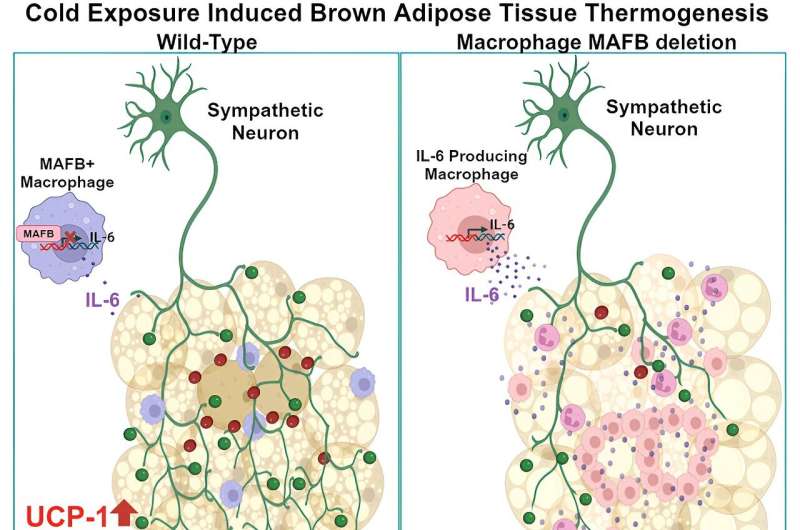 Macrophages produce heat from brown adipose tissue in response to cold, study reveals