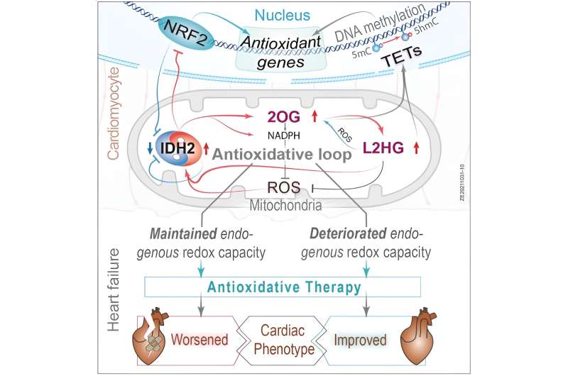 Oxidative stress in heart failure varies between males and females