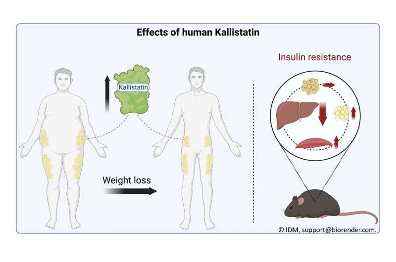 Kallistatin found to contribute to the beneficial metabolic effects of weight loss