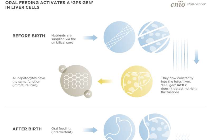 Intermittent food intake activates a 'GPS gene' in liver cells, thus completing the development of the liver after birth