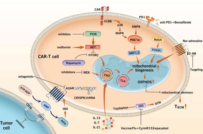 Chinese Medical Journal article unveils metabolic strategies to enhance CAR-T cell therapy