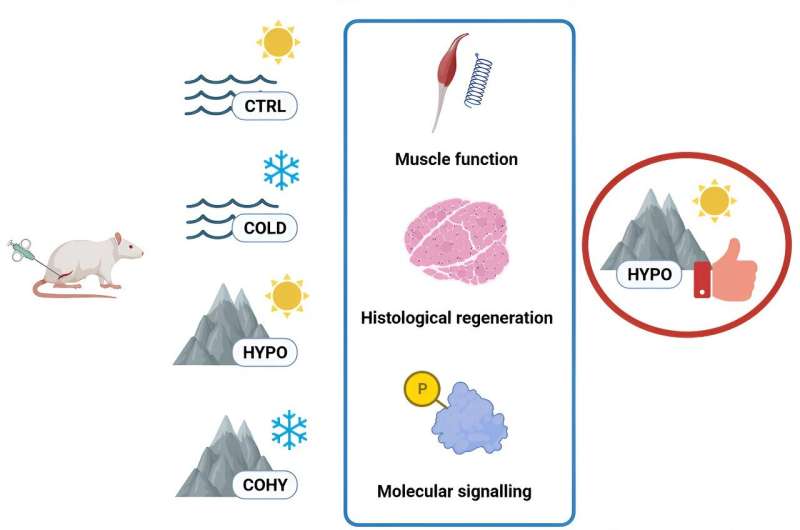 New strategy to facilitate muscle regeneration after injury