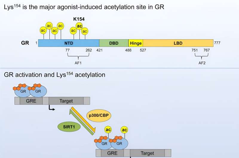 Acetylation: A timekeeper of glucocorticoid sensitivity