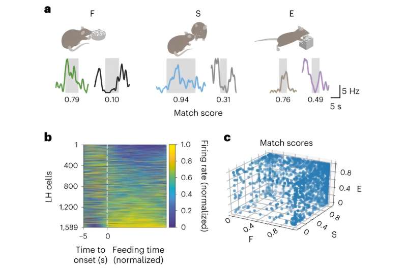 Eating, socializing or exploring: How the brain switches between different behaviors