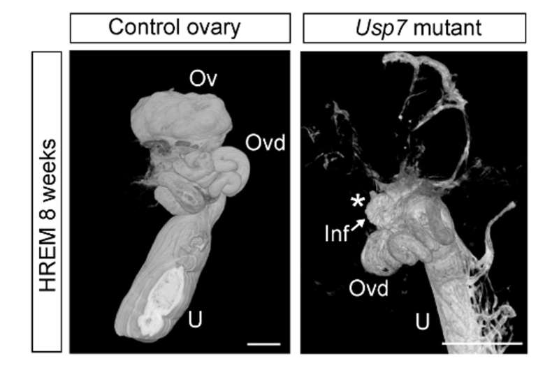 Researchers uncover protein interactions controlling fertility in female mice