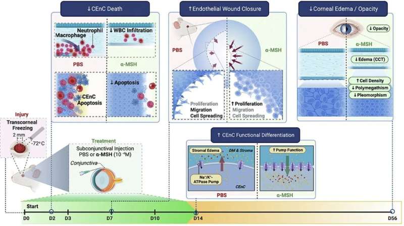 Researchers at Harvard Medical School have demonstrated the potent therapeutic effects of administration of the neuropeptide α-melanocyte–stimulating hormone (α-MSH) through melanocortin receptor agonism, providing compelling evidence for the therapeutic potential of this pathway for a wide array of eye disorders. CEnC, corneal endothelial cells; PBS, phosphate-buffered saline. Credit: The American Journal of Pathology 