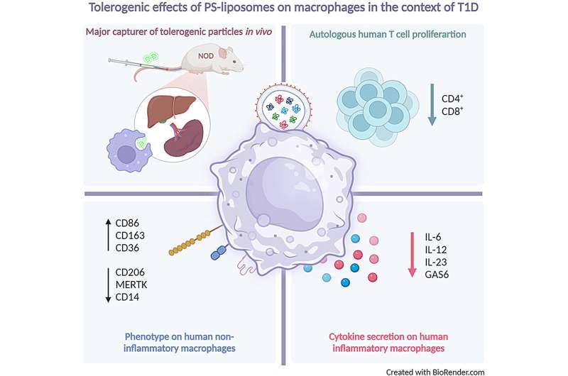 Team reports progress in developing specific immunotherapies for type 1 diabetes