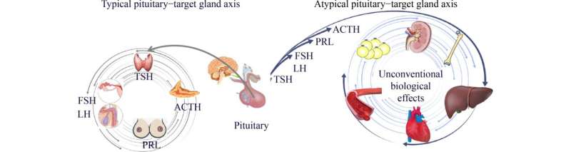 Study summarizes physiological functions of pituitary hormones in non-classical organs