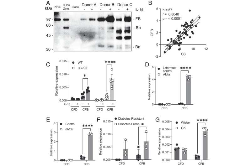 Examining the protein that protects insulin-producing cells