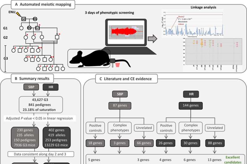 Study with rodents identifies key genes for control of blood pressure and heart rate