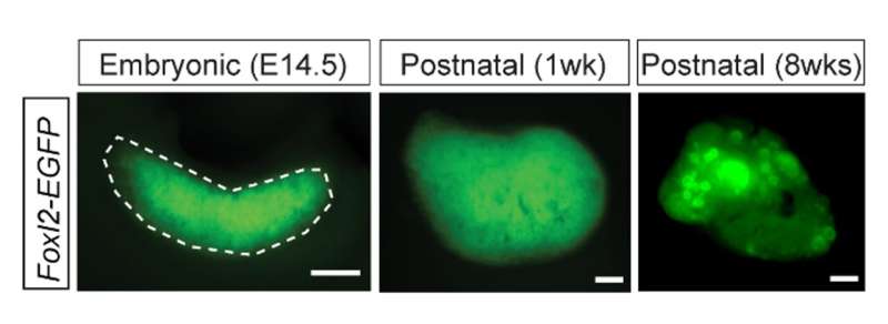 Researchers uncover protein interactions controlling fertility in female mice