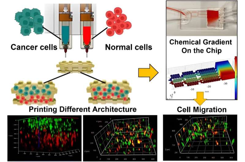 A 3-D bioprinted tumor-on-a-chip model