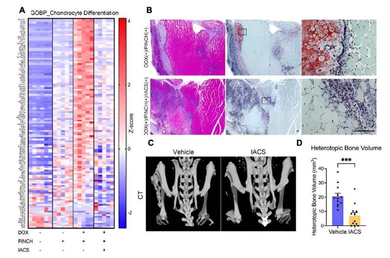 Inhibition of oxidative phosphorylation points to a new potential treatment for FOP