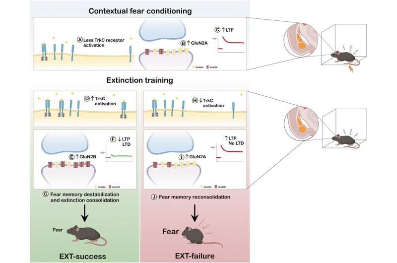 Identification of a molecule involved in fear extinction opens avenues for new therapies for anxiety