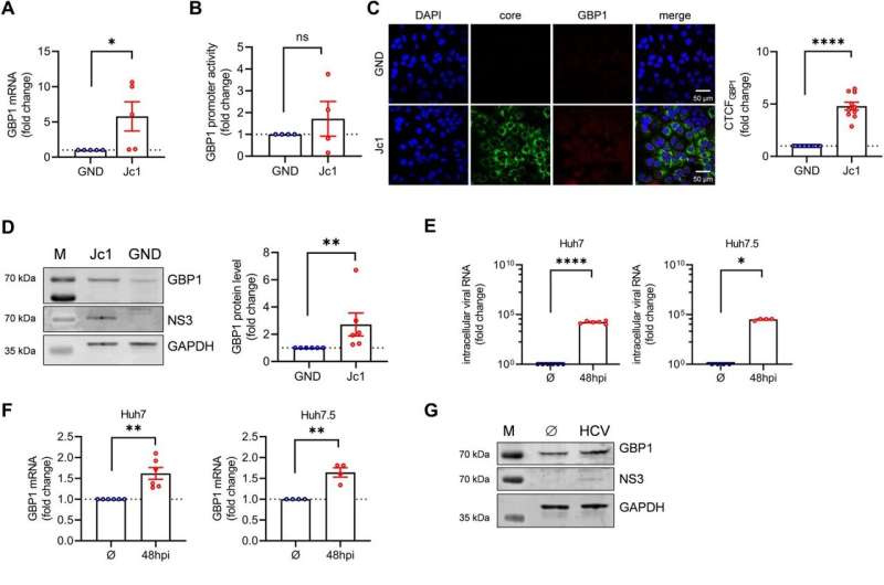 Hepatitis C virus infection: Discovery of unexpected proviral effect of guanylate-binding protein 1 (GBP1)