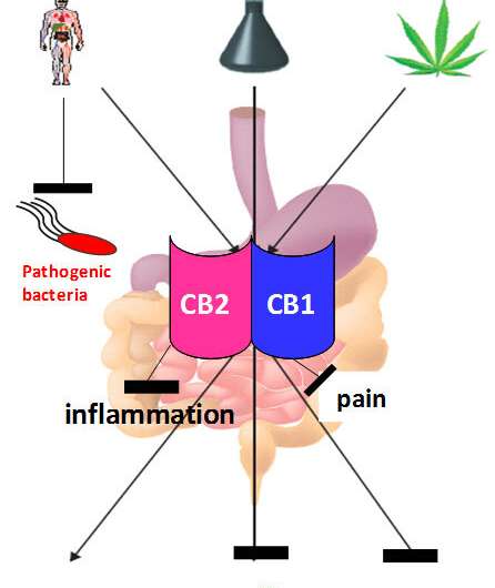 Fighting intestinal infections with the body's own endocannabinoids 