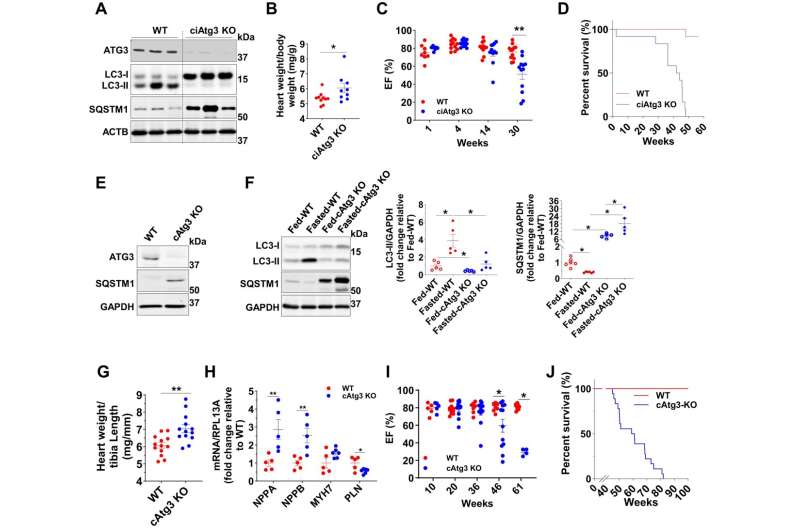 Cardiac-specific ATG3&nbsp;deletion blocks autophagy and precipitates cardiac contractile dysfunction(A) ATG3, LC3 (MAP1LC3A), SQSTM1, and beta-actin (ACTB) protein levels in WT and ciAtg3 KO mouse hearts 1 week after last tamoxifen injection. Mice, at 6 weeks of age, were intraperitoneally injected with tamoxifen at a dose of 100 µg/g body weight/day for 5 consecutive days. One week after last tamoxifen injection, mice were euthanized and hearts were harvested for experiments. Age-matched ATG3loxP/loxP mice without Cre were injected with the same amount of tamoxifen as WT control. Representative blots are shown. n = 3 per group. (B) Heart weight of WT and ciAtg3 KO mice, 1 week after last tamoxifen injection. n = 7–8. Data are mean ± SEM. An unpaired t test was used to determine statistical significance between two groups. *P &lt; 0.05. (C) Ejection fraction in WT and ciAtg3 KO mice 1, 4, 14, and 30 weeks after last tamoxifen injection. Measurements were performed under light sedation with midazolam. n = 7–12 per group. Data are mean ± SEM. Unpaired t tests were used to determine statistical significance between two groups at corresponding time points. **P &lt; 0.01. (D) Survival curve of WT and ciAtg3 KO mice after the last tamoxifen injection. n = 12 per group. (E) ATG3, SQSTM1, and GAPDH protein levels in cardiomyocytes. Cardiomyocytes were enzymatically isolated from WT and cAtg3-KO mouse hearts. Representative blots are shown. This experiment was repeated twice independently. (F) LC3, SQSTM1, and GAPDH protein levels in mouse hearts. Mice were either randomly fed or fasted for 48 h, n = 5 per group. Data are mean ± SEM. One-way ANOVA followed by Bonferroni’s multiple comparison tests was used to determine statistical significance. *P &lt; 0.05. (G) Heart weight of WT and cAtg3-KO mice at 16 weeks of age. n = 13 per group. Data are mean ± SEM. An unpaired t test was used to determine statistical significance between two groups. **P &lt; 0.01. (H) NPPA, NPPB, MYH7, and PLN mRNA expression levels in WT and ATG3 KO mouse hearts at 16 weeks of age, n = 5 per group. Unpaired t tests were used to determine statistical significance between two groups. Data are mean ± SEM. **P &lt; 0.01. (I) Ejection fraction in WT and cAtg3-KO mice at ages as indicated. Measurements were performed under light sedation with midazolam. n = 4–12 per group. Unpaired t tests were used to determine statistical significance between two groups at corresponding time points. Data are mean ± SEM. *P &lt; 0.05. (J) Survival curve of WT and cAtg3-KO mice. n = 18. Data information: Cardiomyocytes for (E) were enzymatically isolated from 16-week-old WT and cAtg3-KO mice at a time when cardiac function was preserved in cAtg3-KO (I). After being enzymatically isolated, cardiomyocytes were immediately lysed in ice-cold homogenization buffer without any pre-treatments or culture. This experiment was repeated twice independently. Source data are available online for this figure. Credit: The EMBO Journal (2024). DOI: 10.1038/s44318-023-00009-w