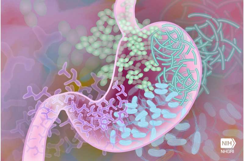 Antibiotics given in infancy may have adverse impact on adult gut health 