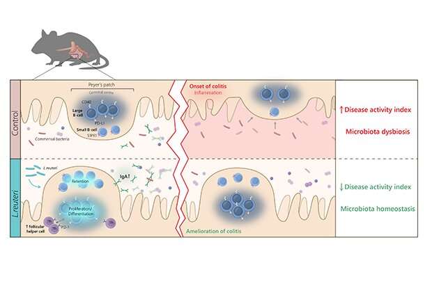 How probiotic bacteria benefit the intestine 