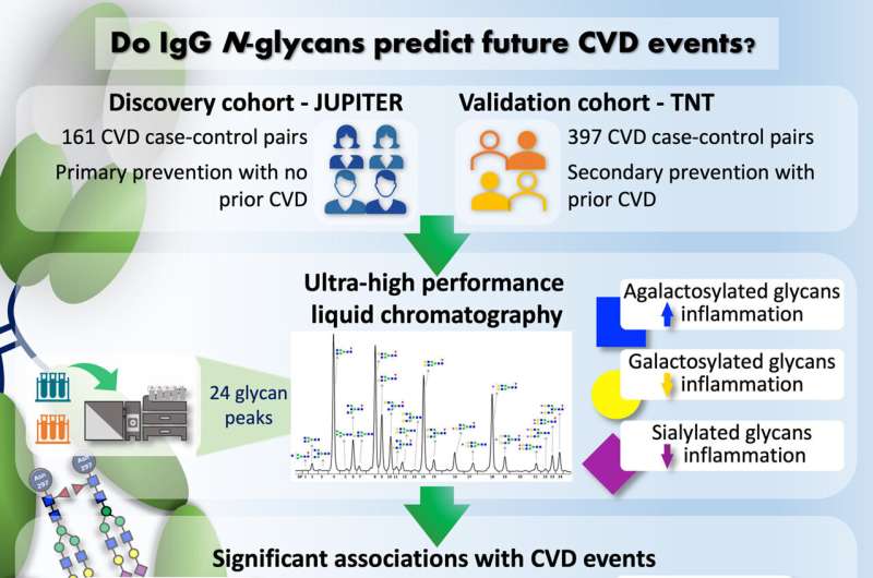 Graphical abstract. Credit: Circulation Research (2024). DOI: 10.1161/CIRCRESAHA.123.323623