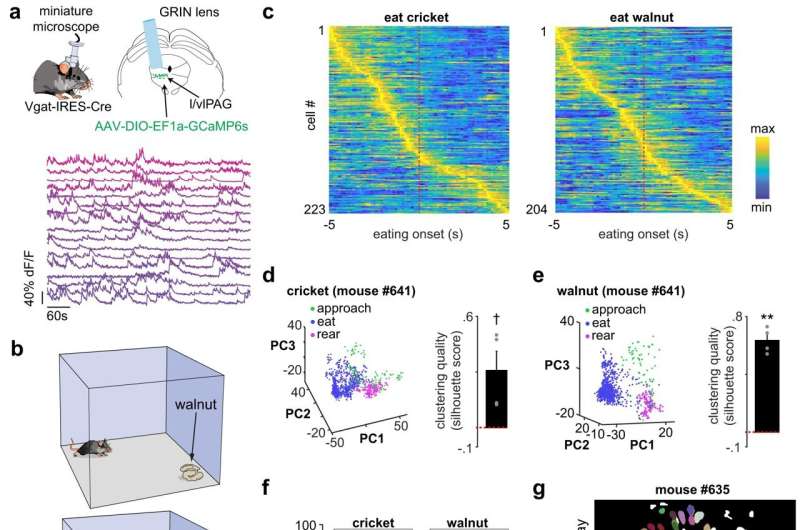 Craving snacks after a meal? It might be food-seeking neurons, not an overactive appetite