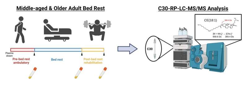 Bedrest may affect cholesterol dynamics differently depending on age