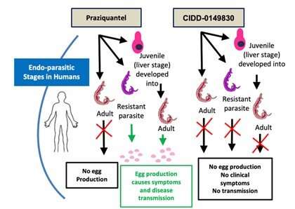 New compound offers hope for deadly tropical disease